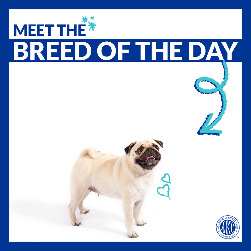 akcdoglovers's tweet photo. Charming, loving, and mischievous. Meet the Pug → https://t.co/9LbBvKPCHp #ThisisAKC https://t.co/hm7mYR3BSi