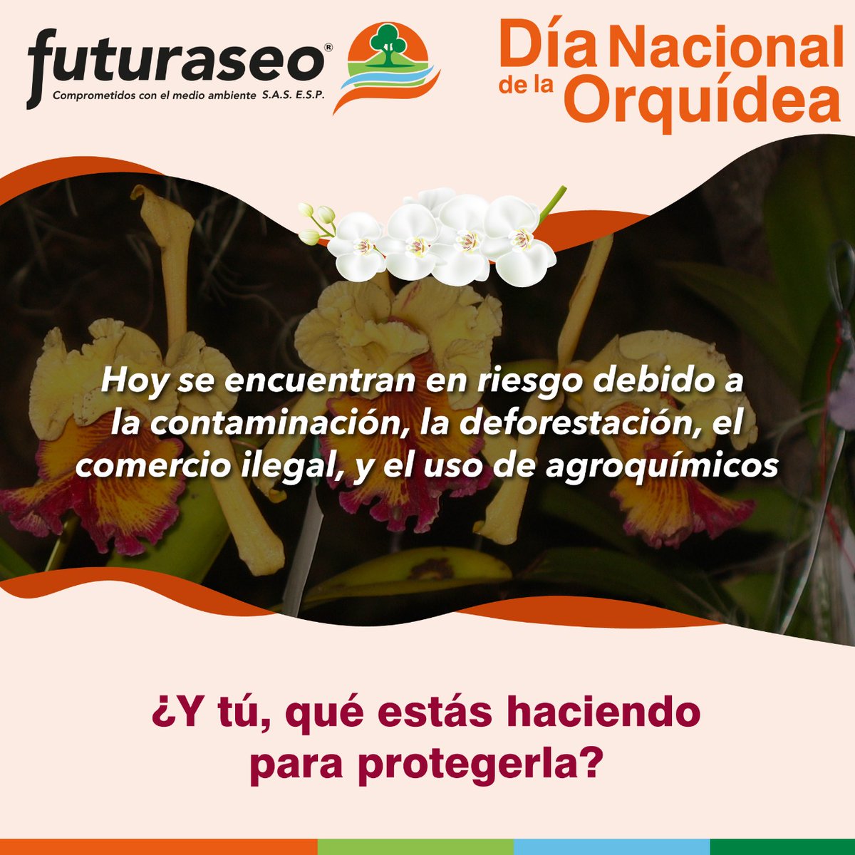 Hoy es el Día Nacional de la Orquídea, emblema natural de nuestro país.
Esta bella flor se encuentran en riesgo debido a la contaminación, la deforestación, el comercio ilegal y el uso de agroquímicos.
¿Y tú, qué estás haciendo para protegerlas?