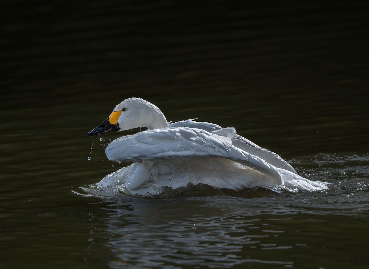 A whooper swan in evening light, taking a bath. Taken at Slimbridge in late afternoon. #Whooperswan #Swans #WWT #birds #birdphotography #birdphoto #wildlifephotography #wildlife