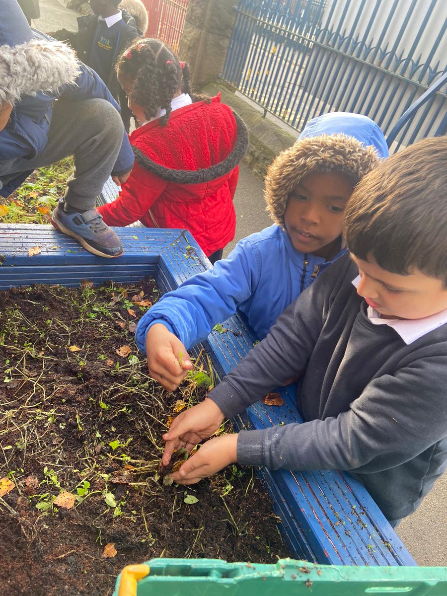 HannahMorePri's tweet photo. Key stage 1's amazing kindness projects for #ActsofKindnessWeek 🙂Reception did a litter and leaf pick in the playground, Year 1 planted daffodil bulbs ready for spring and year 2 made colourful bunting for our new community room! #PSHEatHannahMore https://t.co/jmEZ25WMvp