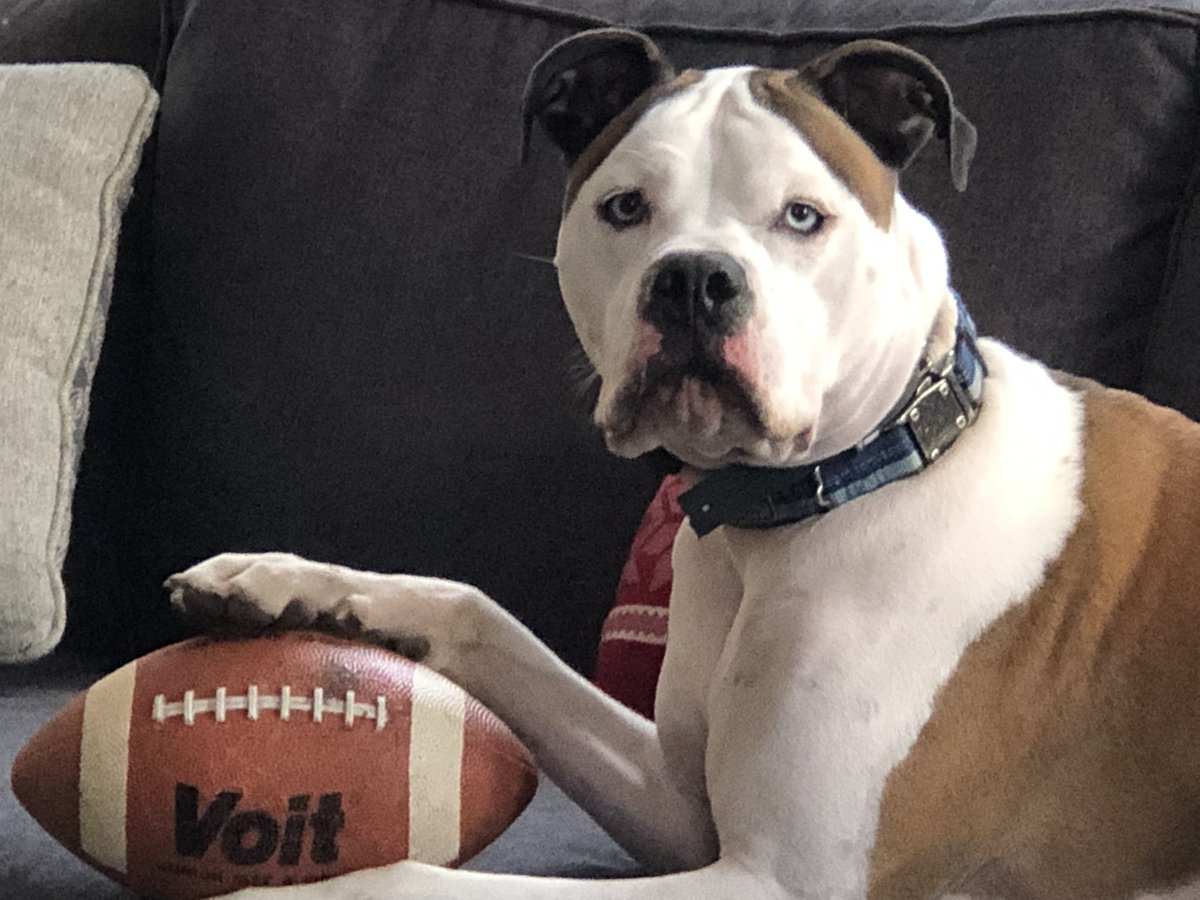 jmaffe's tweet photo. @KeyJayandMax Meet Vinny - game on! https://t.co/CTCARE9zOa
