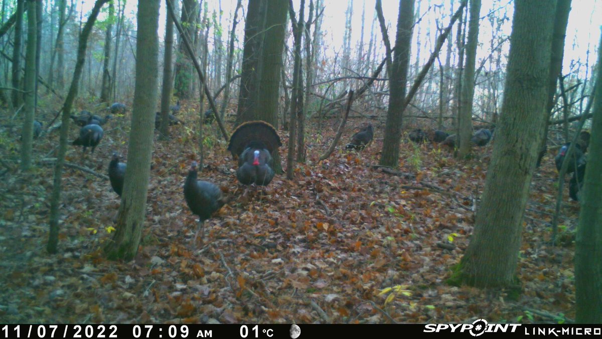 SpypointCamera's tweet photo. Anyone else ready for some turkey on Thursday? 🦃

#gobblegobble #turkeys #turkeyhunting #trailcamtuesday #ihangcamerasontrees #trailcamjunkie #monsterbuck #whitetailbuck #bowseason #naturephotography #iamsportsman #trailcamming #huntingseason #outdoorsman https://t.co/u7x8Gf9fl1