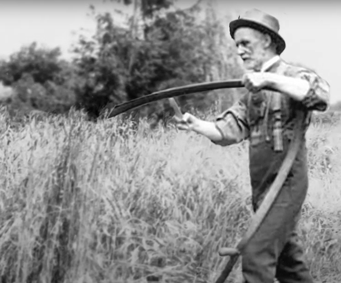 AAFC_Canada's tweet image. In the past, #CdnAg farmers harvested grain using a scythe, cutting an acre a day before threshing it. Now, with a combine harvester, farmers cut and thresh between 150 and 200 acres a day. #HistoryWeek2022