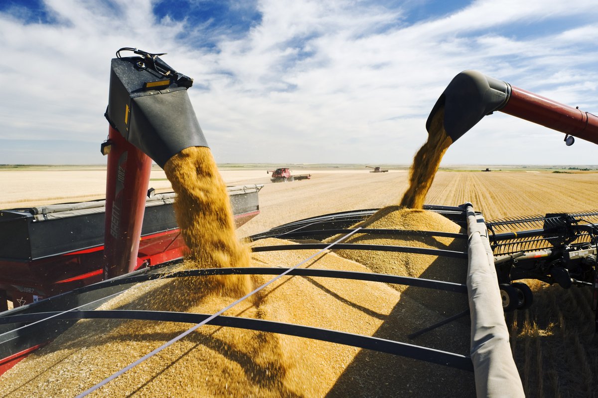AAFC_Canada's tweet image. In the past, #CdnAg farmers harvested grain using a scythe, cutting an acre a day before threshing it. Now, with a combine harvester, farmers cut and thresh between 150 and 200 acres a day. #HistoryWeek2022