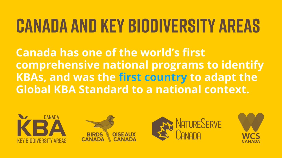 Canada is a global leader in identifying KBAs. Over 1000 KBAs are in the process of being identified across the country!

For the 265 ecosystems and over 1,400 species found in Canada that are globally threatened, #KBAs will help to make the difference.🌿🐢🐋🦉
