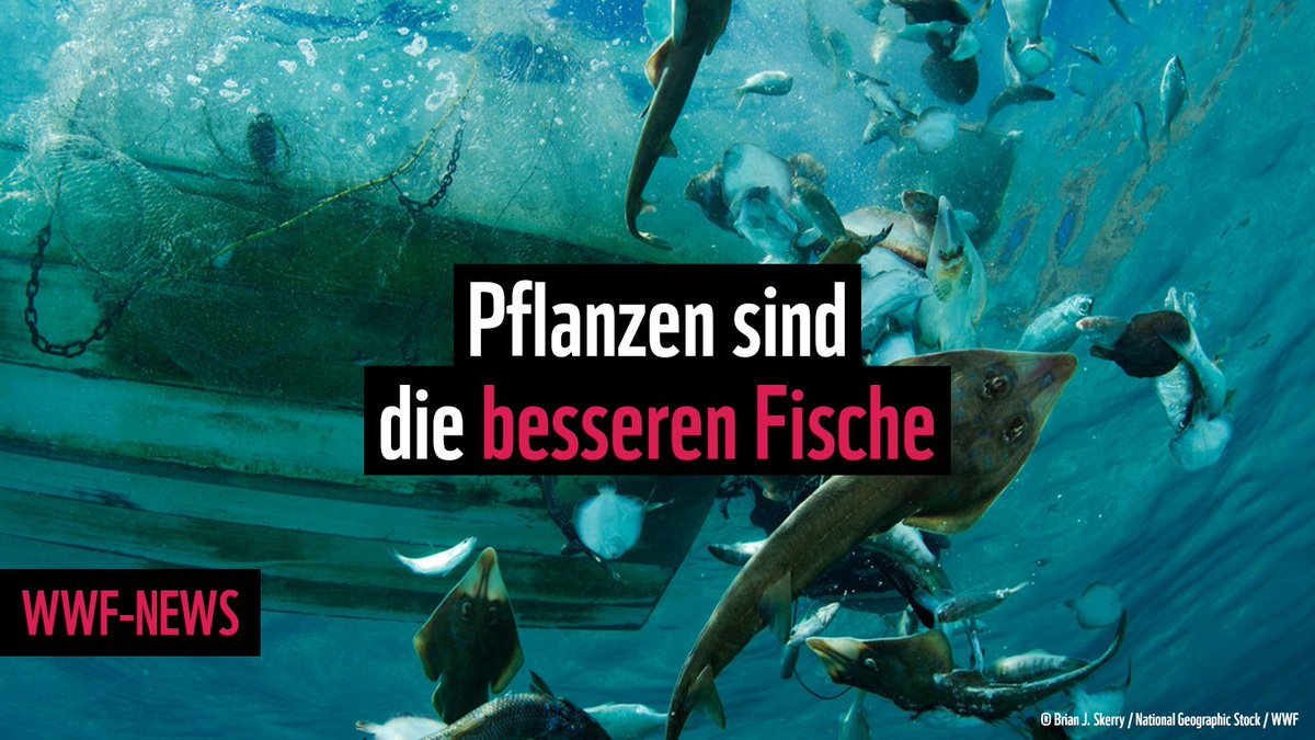 Eine neue Studie des WWF zeigt, dass pflanzenbasierte Fischstäbchen 3,6-mal ökologischer sind als die Herkömmlichen. Und das bei gleichem Nährstoffgehalt.
Hier geht’s zur Studie👉bit.ly/3GBdIVU