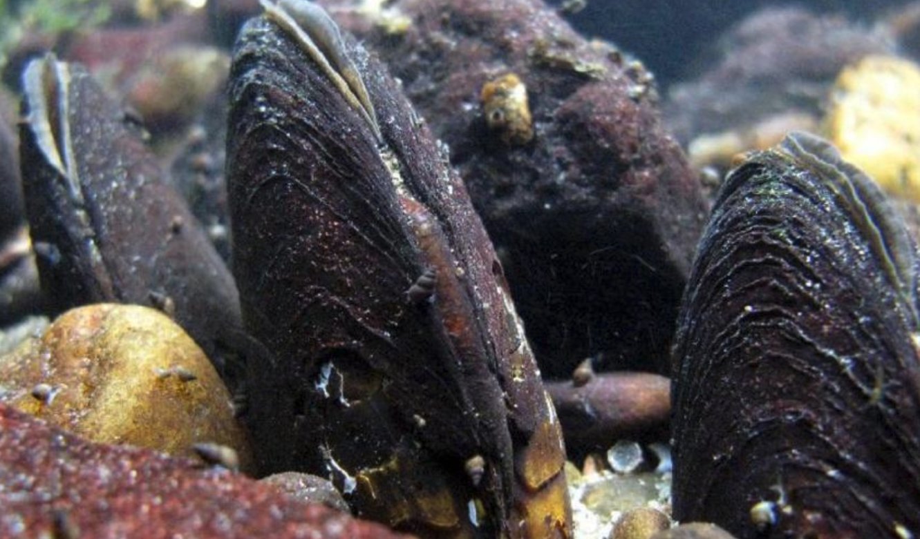 Жемчужница европейская (margaritifera margaritifera)