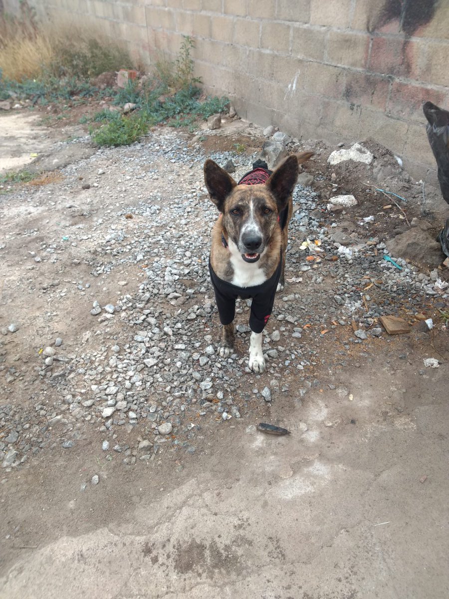 NewsSanmiguel's tweet photo. #LOCONOCES?.- Este #perrito está caminando solo por la carretera que lleva a Alcocer. Está solito y como desorientado. Ahora se metió la colonia Jardines de #Allende. Si sabes dónde está su familia, #avísale, porque está en riesgo de que lo atropellen..

#SanMigueldeAllende https://t.co/ZCRzKhz3yU