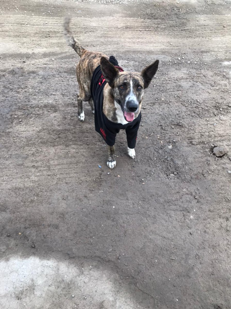 NewsSanmiguel's tweet photo. #LOCONOCES?.- Este #perrito está caminando solo por la carretera que lleva a Alcocer. Está solito y como desorientado. Ahora se metió la colonia Jardines de #Allende. Si sabes dónde está su familia, #avísale, porque está en riesgo de que lo atropellen..

#SanMigueldeAllende https://t.co/ZCRzKhz3yU