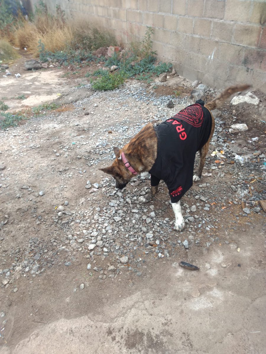 NewsSanmiguel's tweet photo. #LOCONOCES?.- Este #perrito está caminando solo por la carretera que lleva a Alcocer. Está solito y como desorientado. Ahora se metió la colonia Jardines de #Allende. Si sabes dónde está su familia, #avísale, porque está en riesgo de que lo atropellen..

#SanMigueldeAllende https://t.co/ZCRzKhz3yU