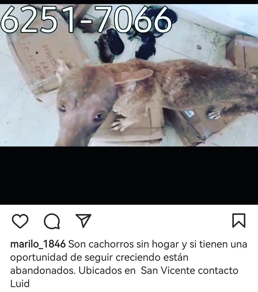 yumar19's tweet image. Sin hogar.. Por favor si está a su alcance difundir. Contactar Luis