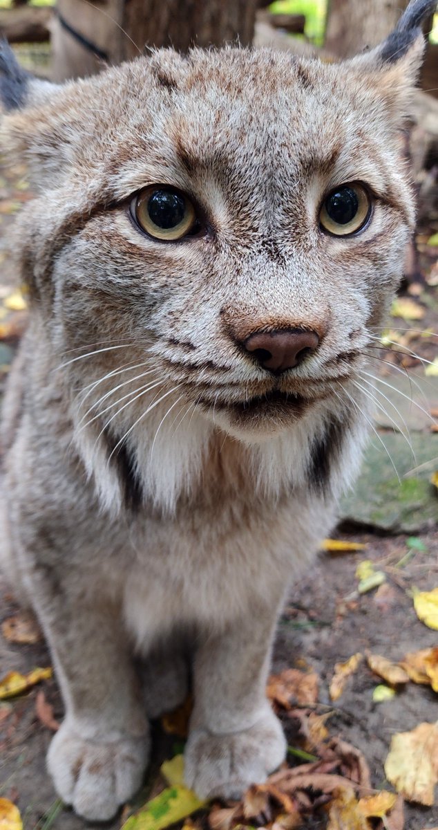 A purrrfect look at Sylvie, one of two Canada lynx here at the Zoo. #DYK In smaller cat species, such as cheetahs, cougars, lynx, ocelots, and servals the voice box is rigid, and capable of producing a purr sound.
