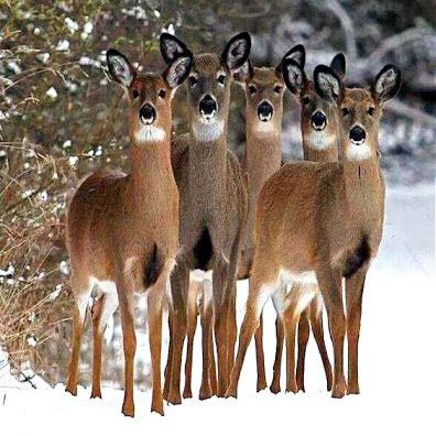 editoutloud's tweet photo. Oh deer, have you discover mobile audio editing @EditOutLoud with a great herd of #BetaReaders for skilled feedback. Gather with us at our new #BetaReaderExchange @Facebook Try the app and edit from anywhere! π² https://t.co/Fd8T8HfluK
#Writers #AmWriting βοΈ https://t.co/7TlwKPi8OD