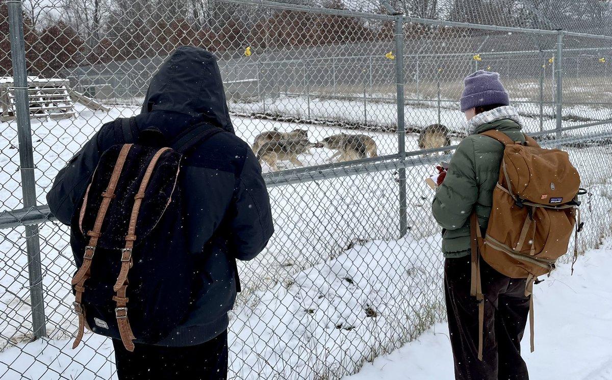 StotraChakraba2's tweet photo. CW: 🐺feeding on 🦌carcass
#heymac as part of the finals, my #AnimBehav students observed🐺 @NewsFromWSC in the❄️ while they were given their weekly nom-noms🦌 Amazing to observe super-active🐺, shows of aggression and dominance around the🦌carcasses! @Macalester #ScienceTwitter https://t.co/ezcYGdd1E7