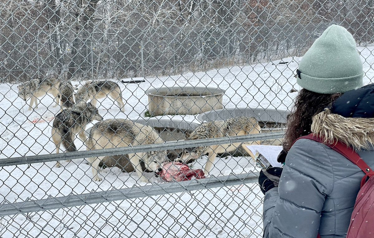 StotraChakraba2's tweet photo. CW: 🐺feeding on 🦌carcass
#heymac as part of the finals, my #AnimBehav students observed🐺 @NewsFromWSC in the❄️ while they were given their weekly nom-noms🦌 Amazing to observe super-active🐺, shows of aggression and dominance around the🦌carcasses! @Macalester #ScienceTwitter https://t.co/ezcYGdd1E7