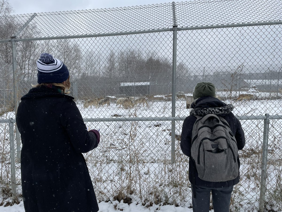 StotraChakraba2's tweet photo. CW: 🐺feeding on 🦌carcass
#heymac as part of the finals, my #AnimBehav students observed🐺 @NewsFromWSC in the❄️ while they were given their weekly nom-noms🦌 Amazing to observe super-active🐺, shows of aggression and dominance around the🦌carcasses! @Macalester #ScienceTwitter https://t.co/ezcYGdd1E7