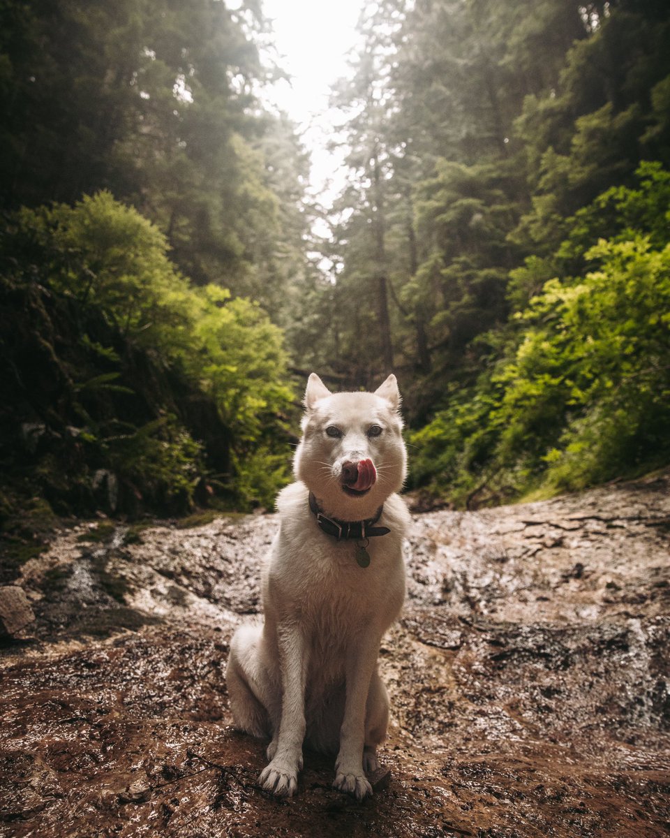 Good morning #dogsoftwitter, happy #tongueouttuesday

 Hope you all have a great day 😊