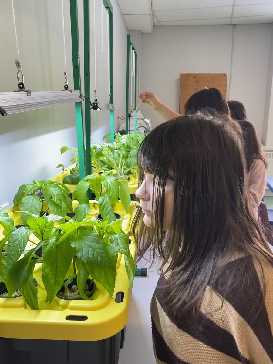 meghan8899's tweet photo. Some of our students have been talking to our plants to help them grow! I don’t know, but something is definitely working!! @SucSeedCanada @LakeMelvilleLab https://t.co/xiZqesQiRu