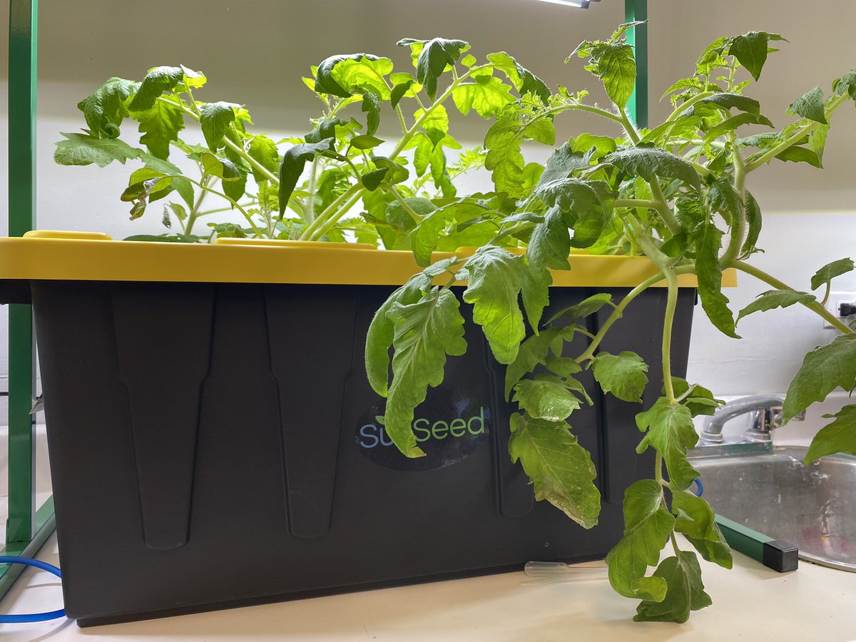 meghan8899's tweet photo. Some of our students have been talking to our plants to help them grow! I don’t know, but something is definitely working!! @SucSeedCanada @LakeMelvilleLab https://t.co/xiZqesQiRu