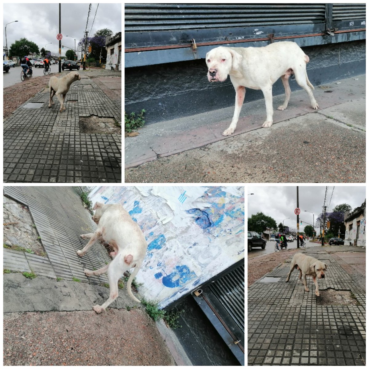 Pablo23955261's tweet photo. Este BB hermoso estaba hoy dando vueltas se le nota el hambre y el poco cuidado, por Cno Maldonado entre Barrios Arana y Osvaldo Cruz, es masito pobrecito le di las pastilla sque tenía en la mochila pero no pude hacer mas.. Lpm https://t.co/eSrtGOMEoz