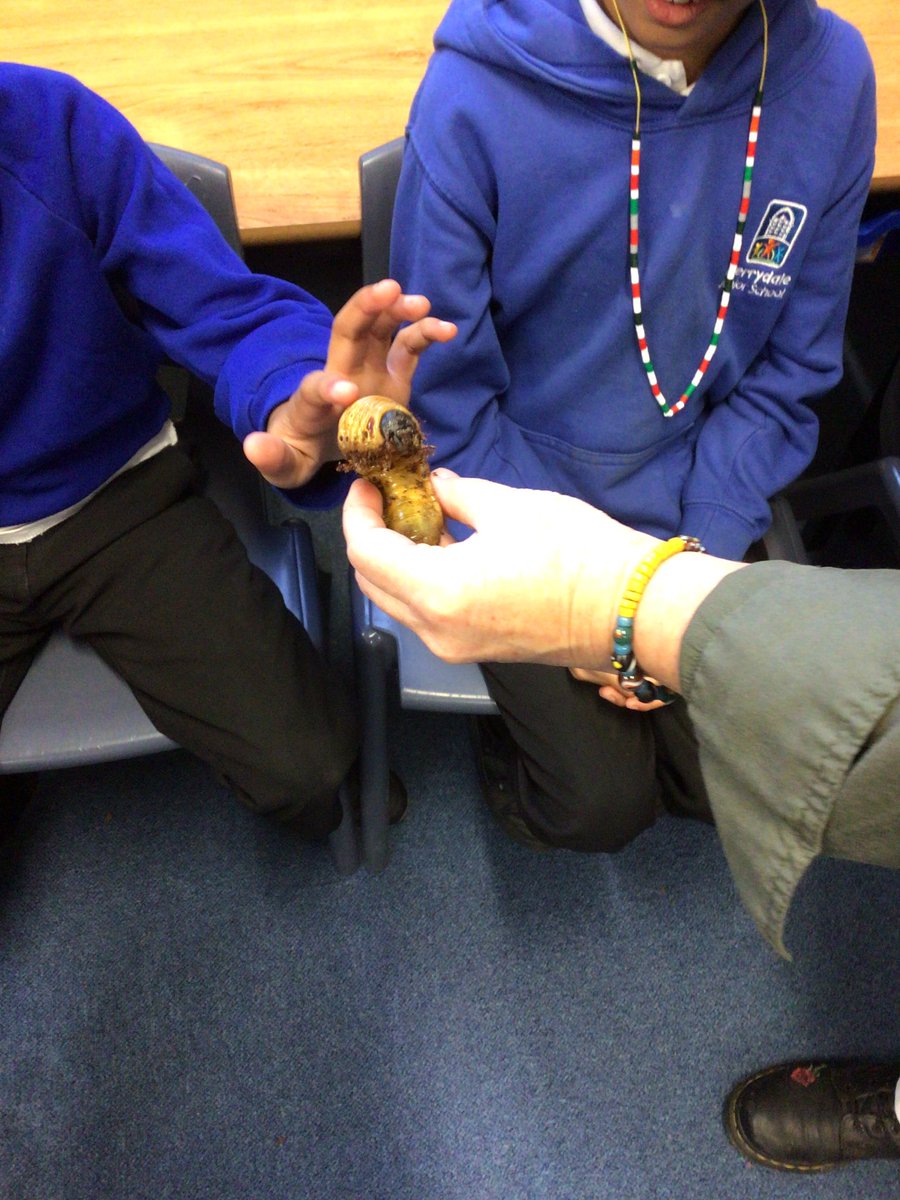Mrs_Fairhurst's tweet photo. The last session of our rainforest day is all about insects. The children are showing great bravery and having a go at feeling some unusual creatures! https://t.co/i5l4aVygRJ