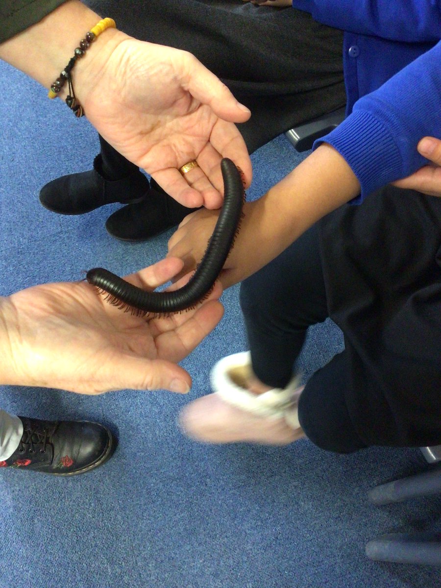 Mrs_Fairhurst's tweet photo. The last session of our rainforest day is all about insects. The children are showing great bravery and having a go at feeling some unusual creatures! https://t.co/i5l4aVygRJ