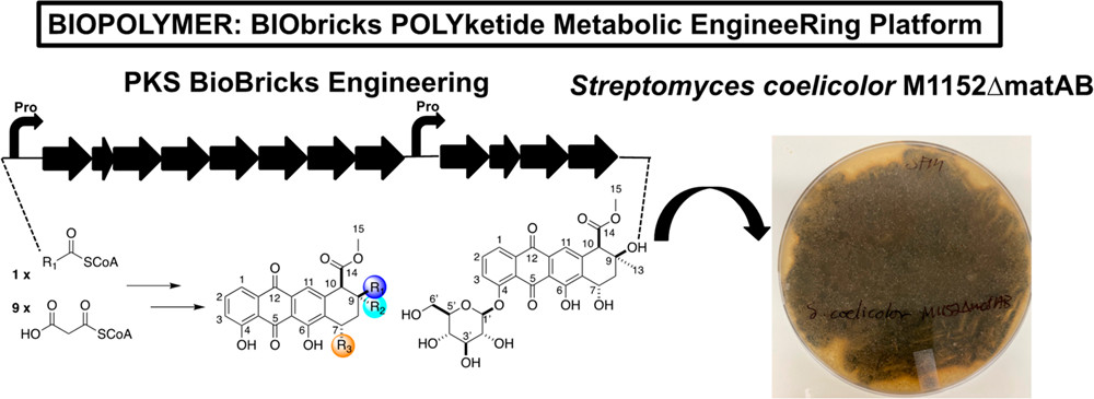 ACSSynBio's tweet photo. Metabolic engineering updates (3/3):

@magiceggo, @katelynvbrown, @GillesvanWezel, @jenniferN_1199 and colleagues report a toolbox for actinomycetes engineering to enable anthracyclinone synthesis at titers of up to ~100 mg/L:

https://t.co/xbRoC4dQLA

#meteng
#biobricks https://t.co/VmoMvmyxhq