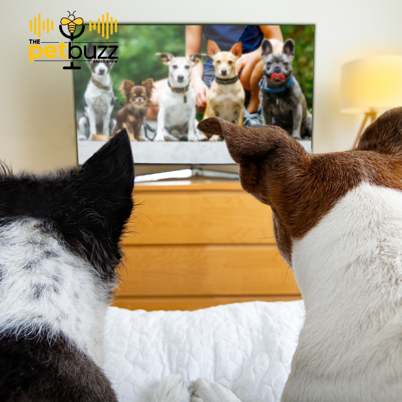 Joining us today for our special Thanksgiving programming is John O’Hurley.  We are talking all about the @natldogshow 

Tune in  ThePetBuzz.com.

#nationaldogshow #nationaldogshow2022 #dogshow2022 #welovedogs #petholidays #holidayswithpets