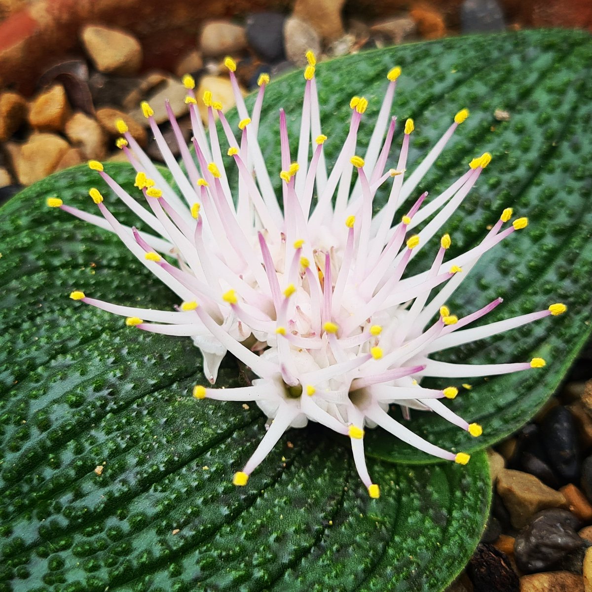 DrSueMoss's tweet photo. Massonia - a fascinating and very flat alpine which is pollinated by gerbils when they run over it and get pollen on their tummies. 🥰😃 https://t.co/rMUVU5QxyD