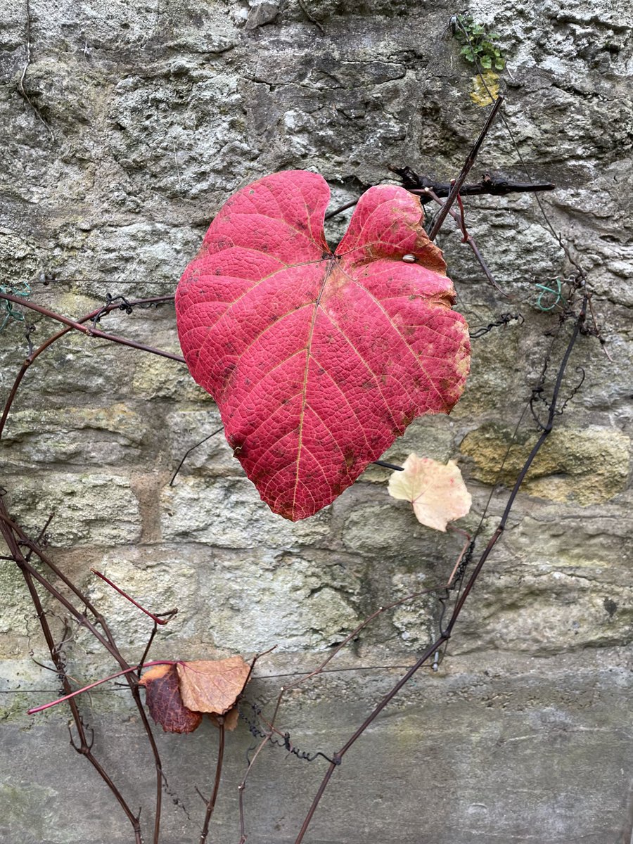 The last leaf on the vine wall is a red heart, for love, until the next squall
