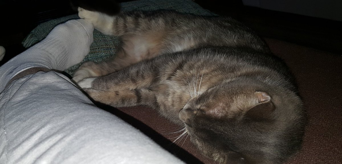 bedell_sandra's tweet photo. #CatsOnTwitter #feetpic https://t.co/lwcauKwmmf