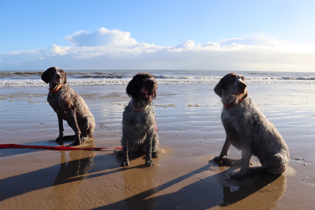 HayhurstBoo's tweet photo. Play date with my brother Luther & his sister Lottie #siblings #beach #fun #playdate #brother #sister #adventure #outsoors #blue #sky #beachwalk #dog #dogsofinstagram #love #dogsoftwitter https://t.co/0MqXnDOaRR