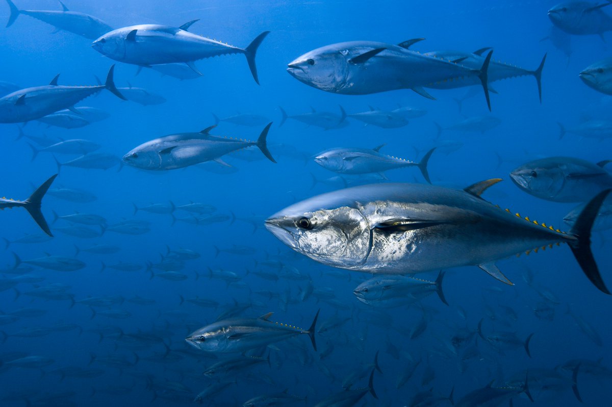 WWF Mediterranean Marine Initiative tweet media