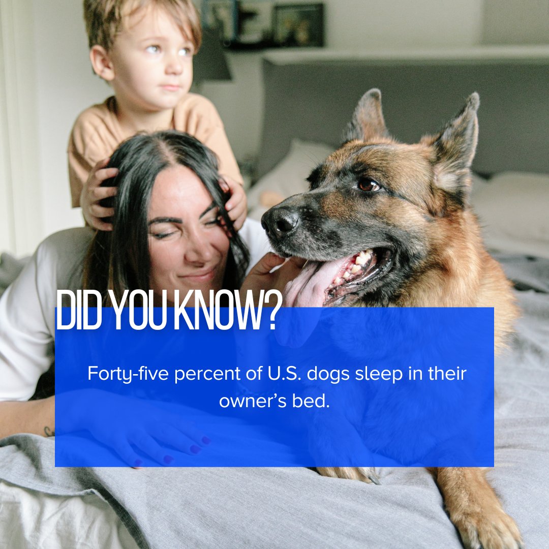 Do you cuddle up with your dog at night?

When they can't be snuggling with you during the day, install the Playtach, and turn your pet’s crate into a home. 

Play music, talk to, and feed your pets while you are away.

#petlover #dogfact