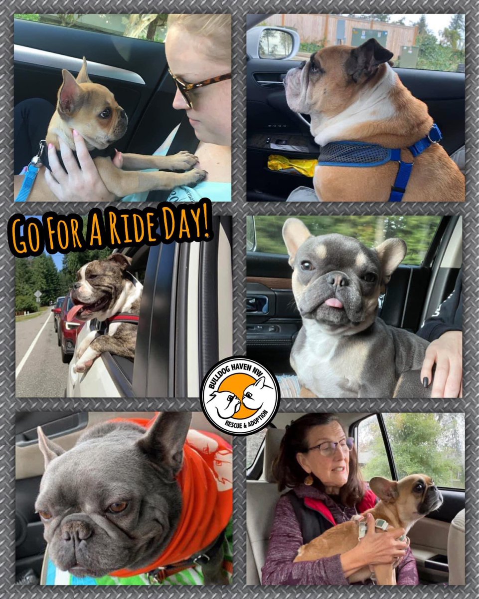 BulldogHavenNW's tweet photo. Happy Go For A Ride Day! Do your dogs love a good car ride?
https://t.co/gIVYMUDIfQ
#goforarideday #randomholidays https://t.co/ota2FeqzS1