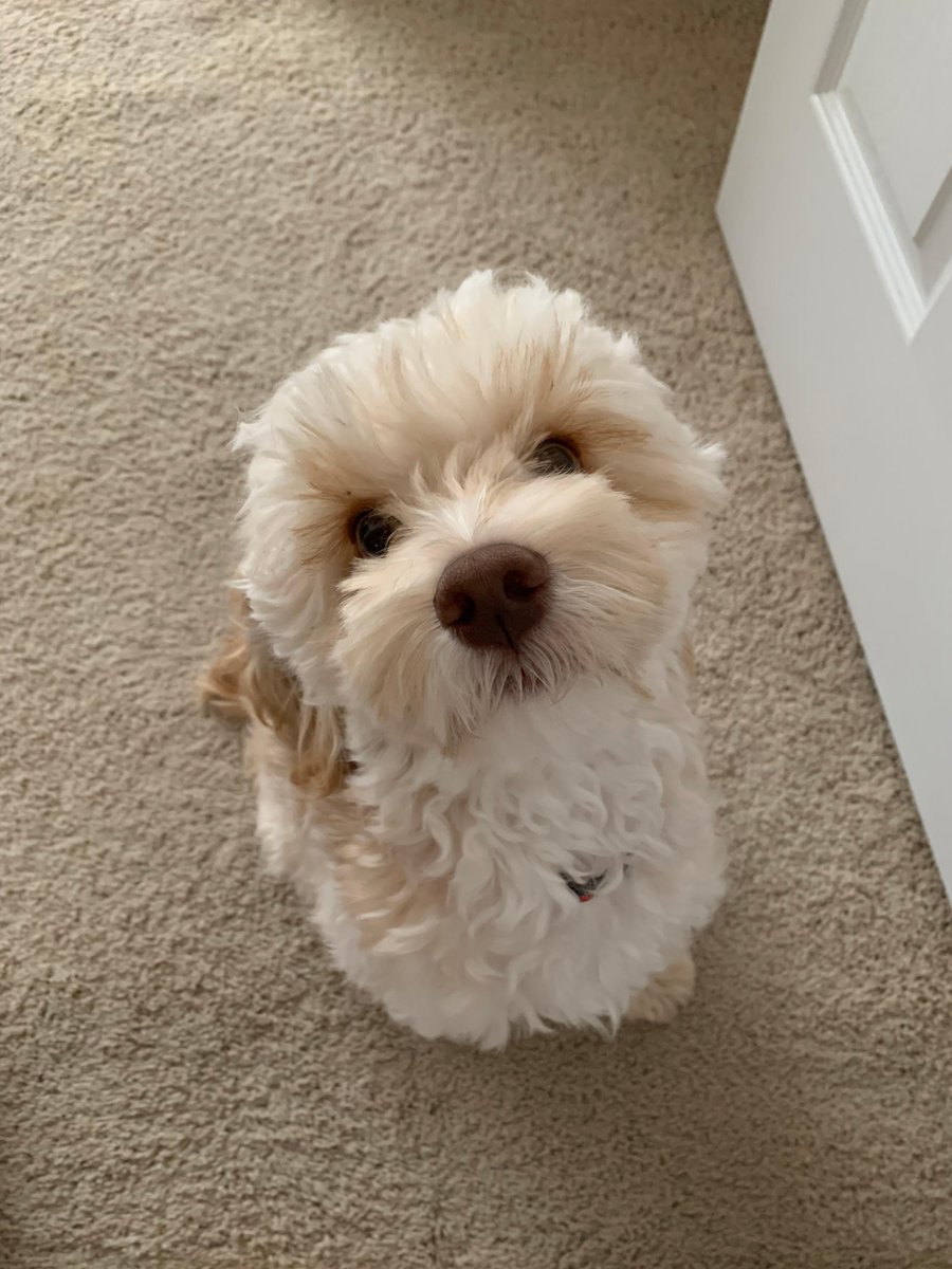 Tweet by NC State Vet Medicine