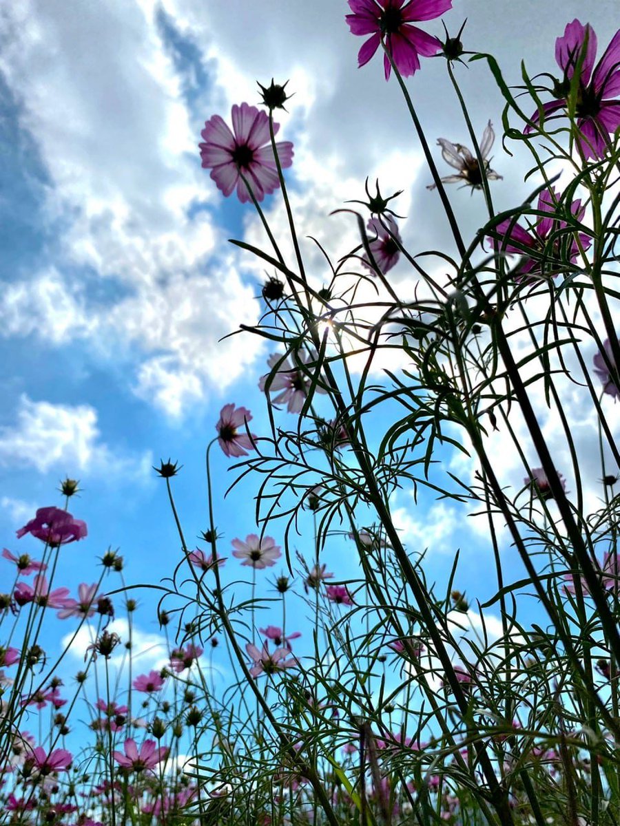 A flower cannot blossom without sunshine, and a man cannot live without love. #Flower #Nature