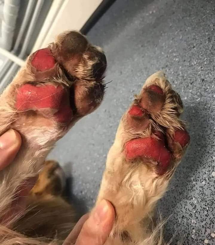 7417Marco's tweet image. NO a las caminatas con ellos en dias de calor. Tu usas zapatillas. ELLOS NO. Difundamos para concientizar XF 🥺