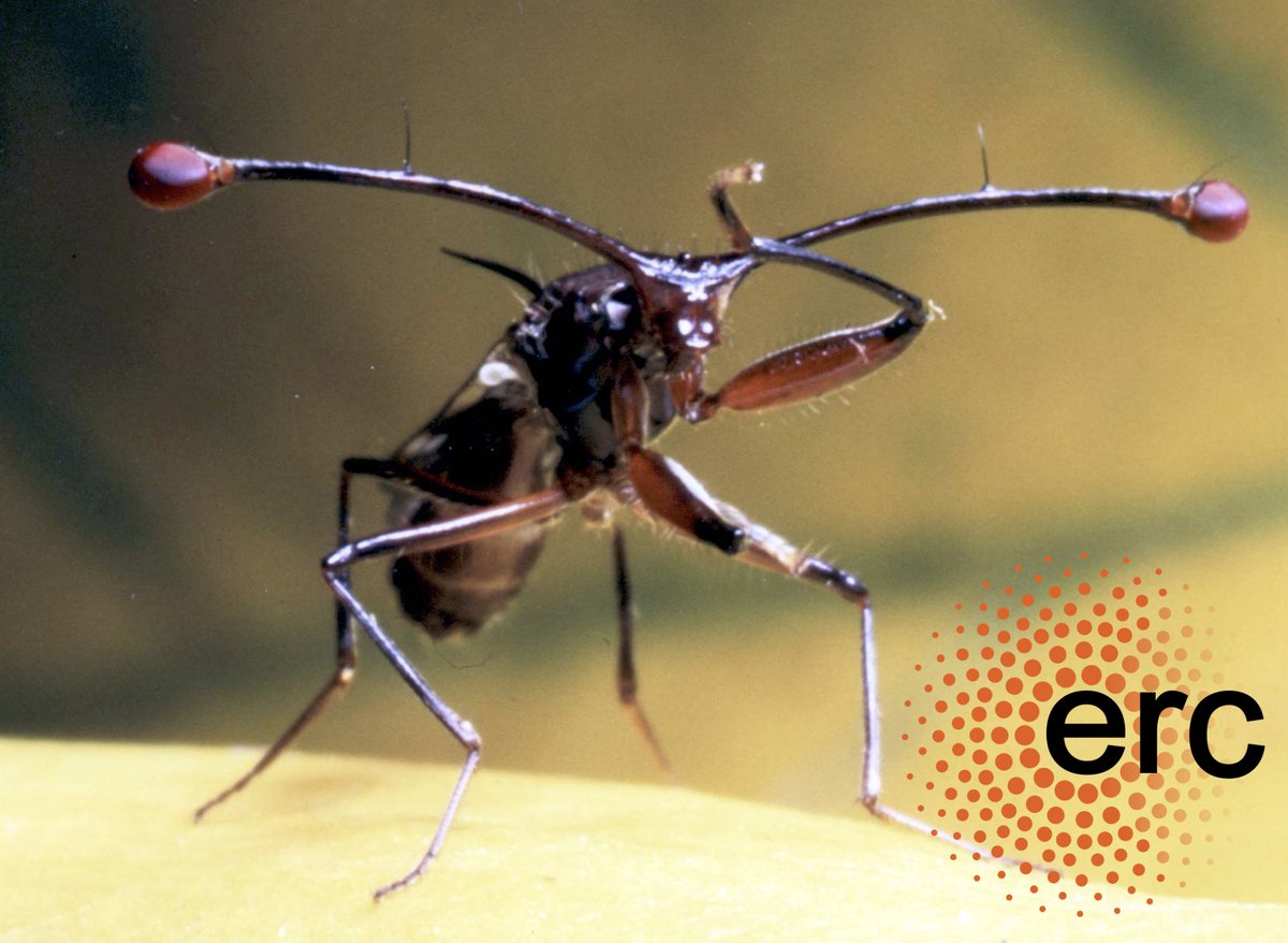 Alison Wright (@alielw) on Twitter photo Incredibly excited to have been awarded an #ERCStG by <a href="/ERC_Research/">European Research Council (ERC)</a> for my project #EVOGOODGENES!! We will be exploring the genomics and evolution of honest signals in #stalkeyedflies. Get in touch for details about the project and opportunities to join the lab! <a href="/EEB_Sheffield/">Ecology and Evolutionary Biology</a> Incredibly excited to have been awarded an #ERCStG by <a href="/ERC_Research/">European Research Council (ERC)</a> for my project #EVOGOODGENES!! We will be exploring the genomics and evolution of honest signals in #stalkeyedflies. Get in touch for details about the project and opportunities to join the lab! <a href="/EEB_Sheffield/">Ecology and Evolutionary Biology</a>