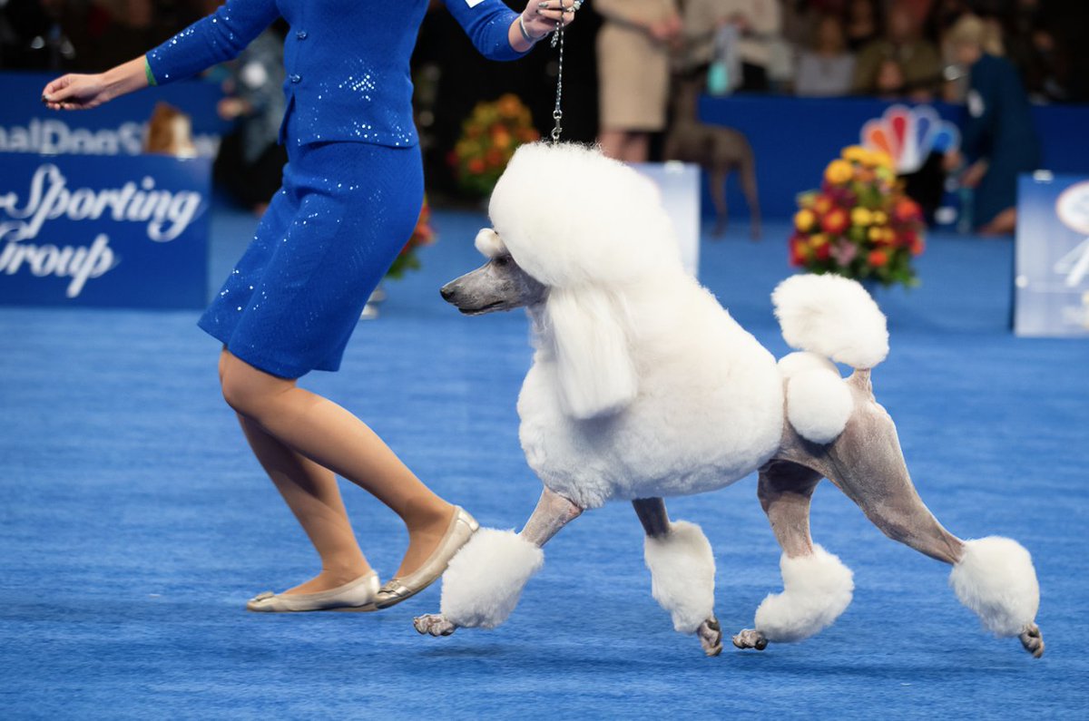How Much Do You Win For The National Dog Show