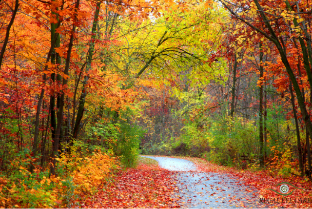 regaleyecare's tweet photo. The world is vibrant and full of color. Give Enchroma lenses a try! Schedule a consultation with our opticians.
#colourblindness #colourvision #enchroma #fallcolors #coloryourworld #vibrant #dufferincounty #hiking #orangeville #regaleyecare https://t.co/chPFrfMqaB