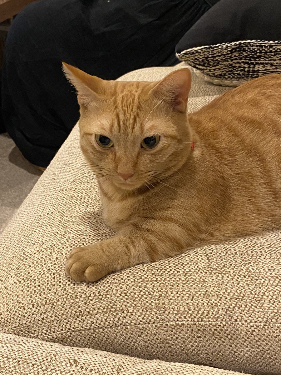 jam_0605's tweet photo. 見ろ、これがオレの手だ

(み、みじかい、、、🫣)

#猫 #cat https://t.co/NAAxJcNyCE