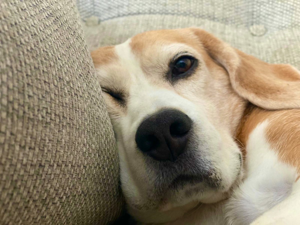 TheBarmyBeagle's tweet image. Any chance I can sleep in peace please?