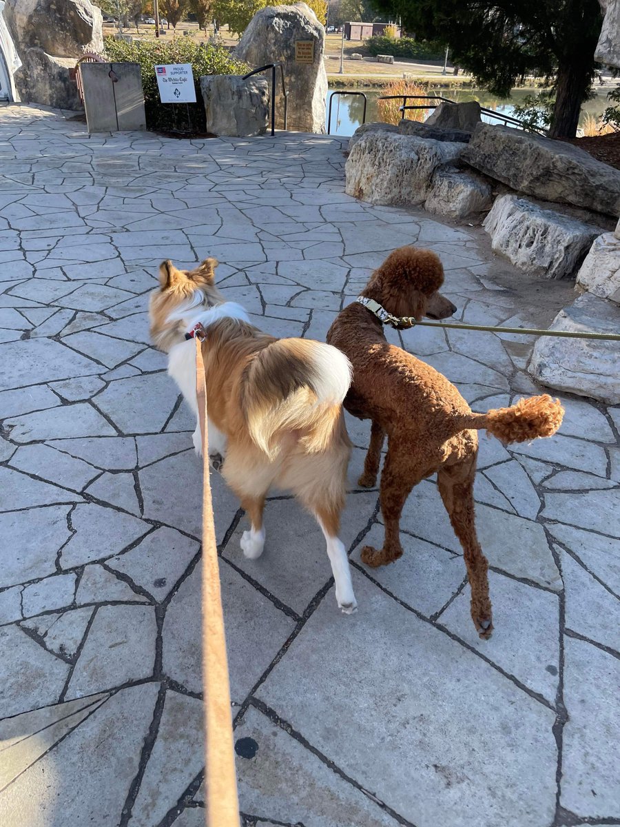 teacup_bugs's tweet photo. Lil update: I got a dog! She is a Standard Poodle, her name is Rue :) https://t.co/rEzVoBDzKW