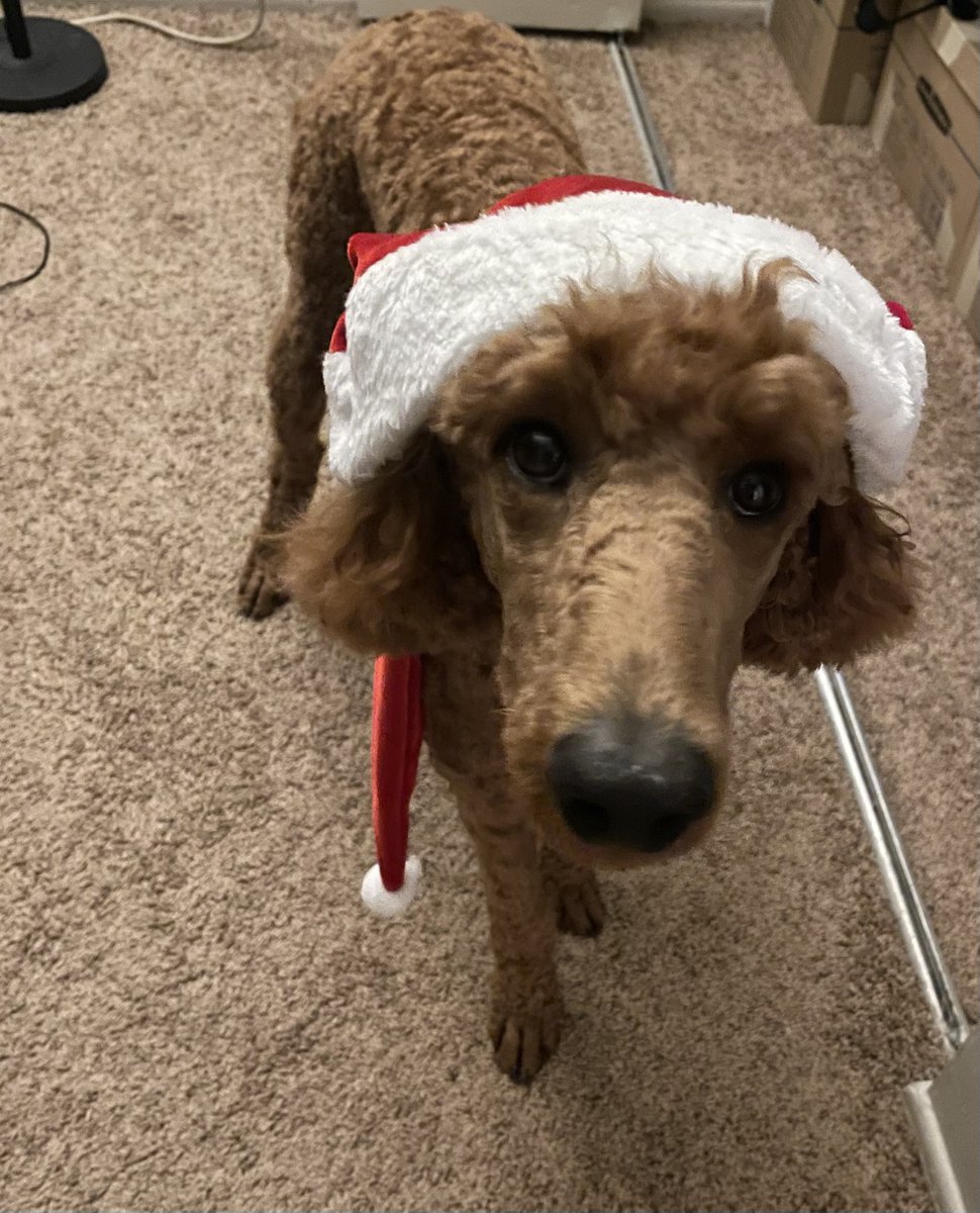 teacup_bugs's tweet photo. Lil update: I got a dog! She is a Standard Poodle, her name is Rue :) https://t.co/rEzVoBDzKW
