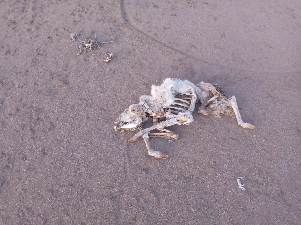 CS_MoALD's tweet photo. Turkana County, is the second largest county in Kenya which boasts the biggest desert lake in the country also the world's largest permanent desert lake - Lake Turkana . However, Turkana is one of Kenya's poorest regions where hundreds of thousands are facing severe starvation. https://t.co/GvZnlxtW5b