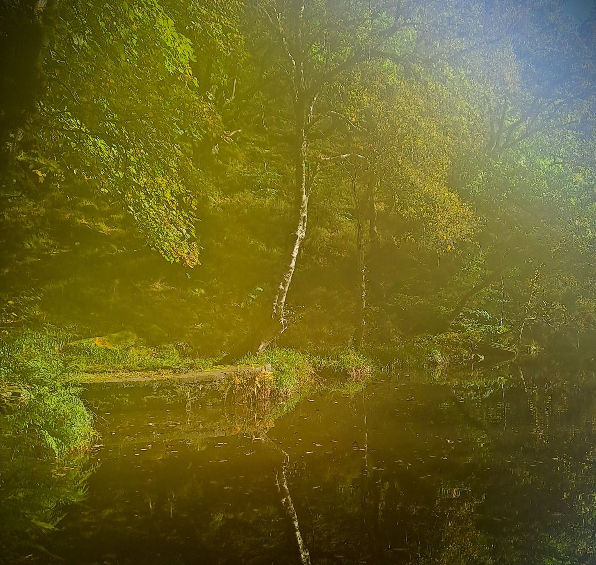 A drop fell on the apple tree... and rather more besides! What better than a bit of Emily Dickinson on a rainy day?

Link --&gt; courtneys.online/a-drop-fell-on…