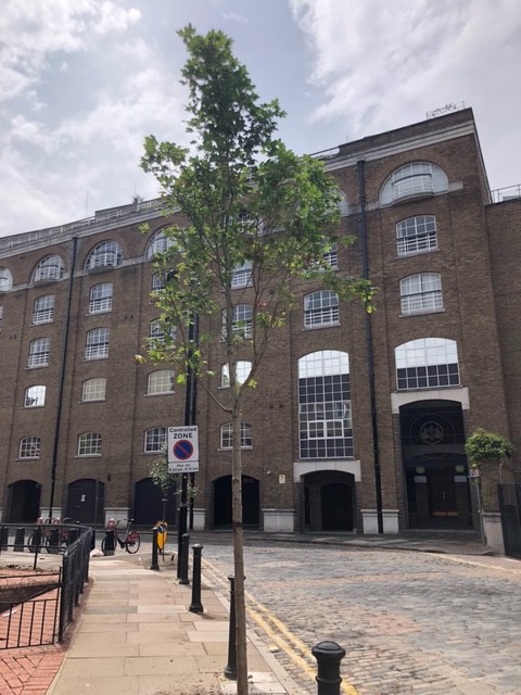 TreesforStreets's tweet image. 🧵Over 80% of the UK's population now lives in urban areas.

It's so important that we plant more trees to green the grey areas in our towns and cities - here are a few of the reasons why... 🏡🌳
#StreetTrees #UrbanGreening