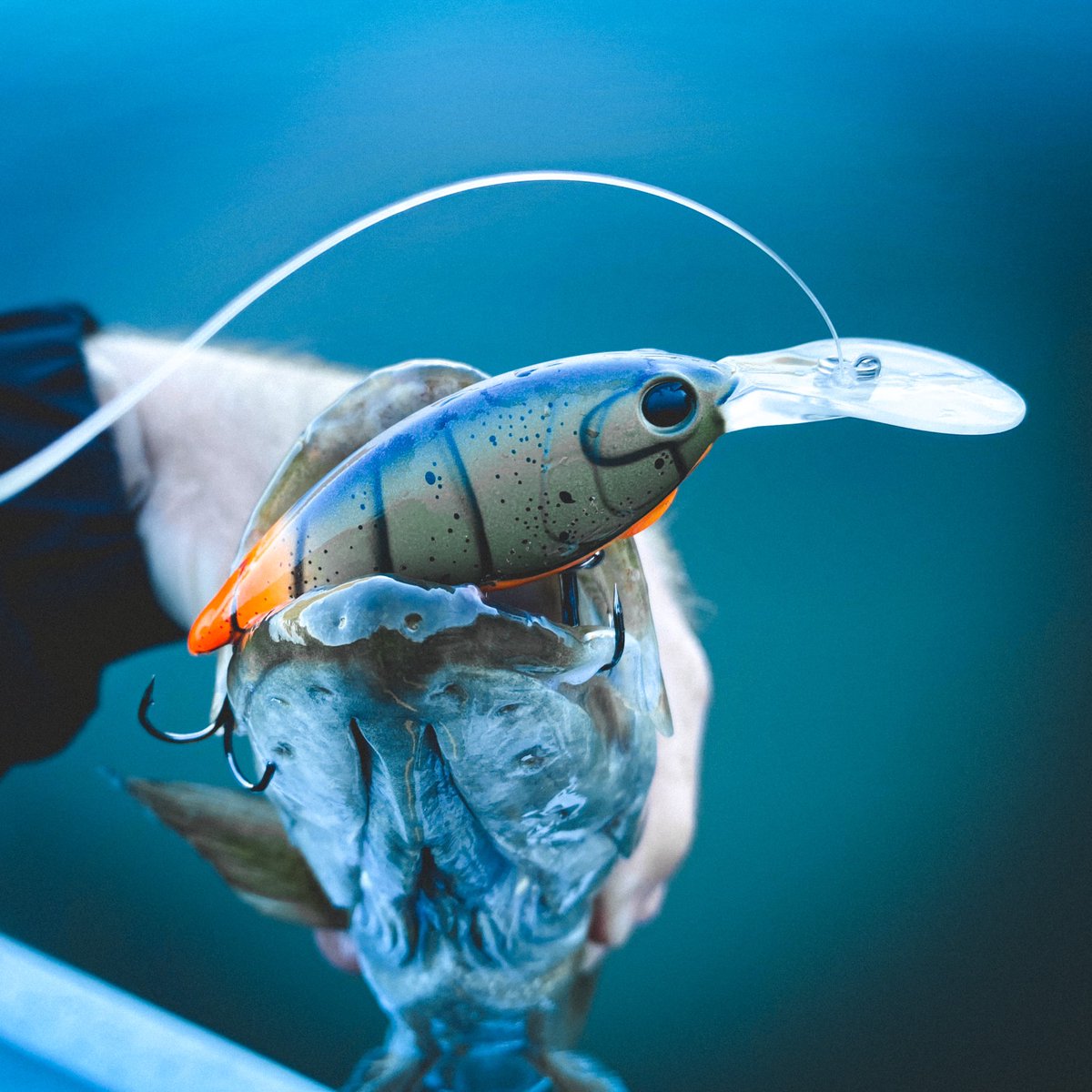 AlexRuddFishing's tweet photo. The Money Badger don’t care…he don’t give a $hit he takes what he wants! #fishing https://t.co/662wrlkWQh