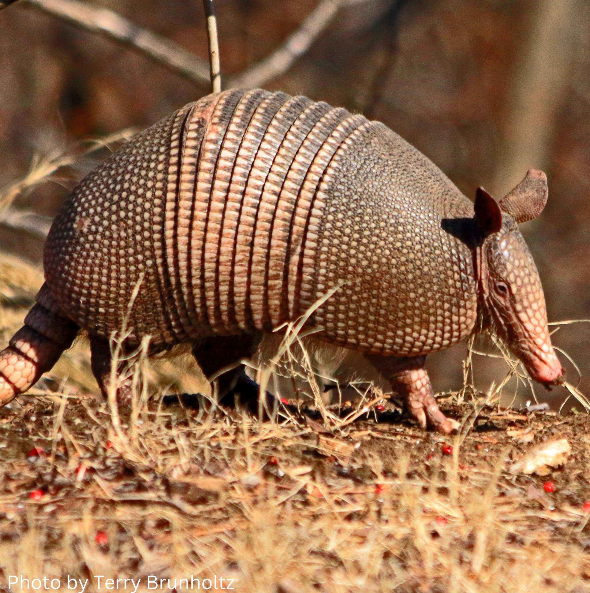 9 banded armadillo ball